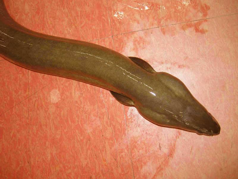 대물장어 모습과 목벌 하천 솔낚시터 소식입니다 (조황조행기 - 특파원조황)