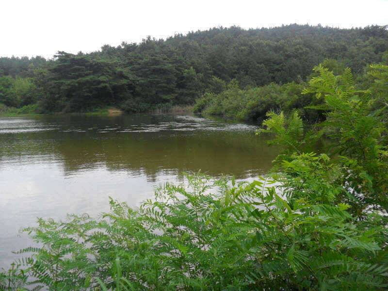 체고는 4짜 입니다 (조황조행기 - 특파원조황)