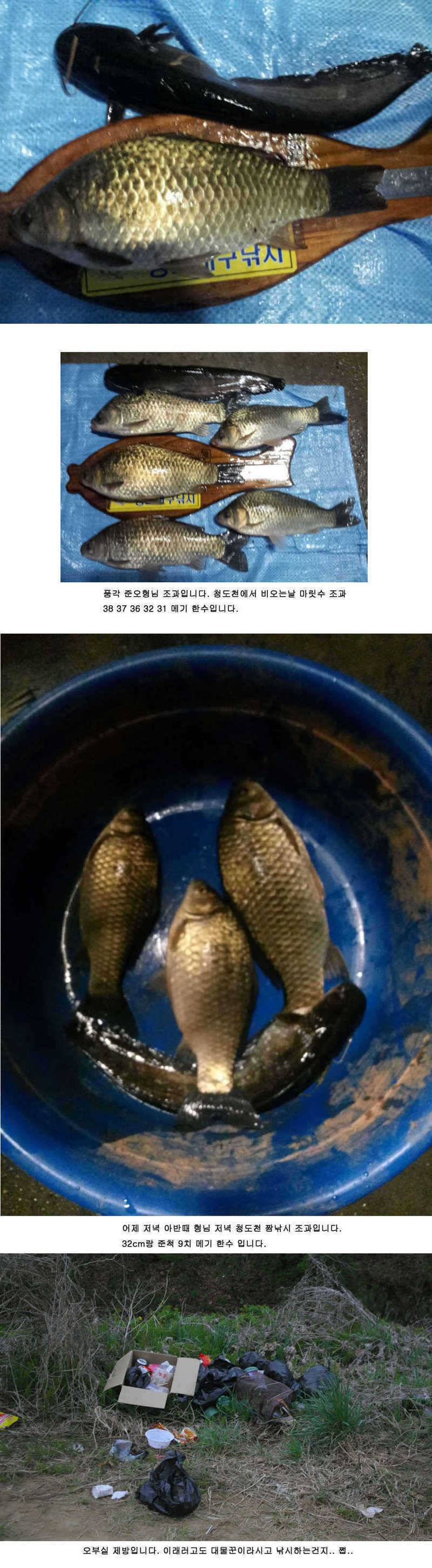 청도권 주중 조황정보 (조황조행기 - 특파원조황)