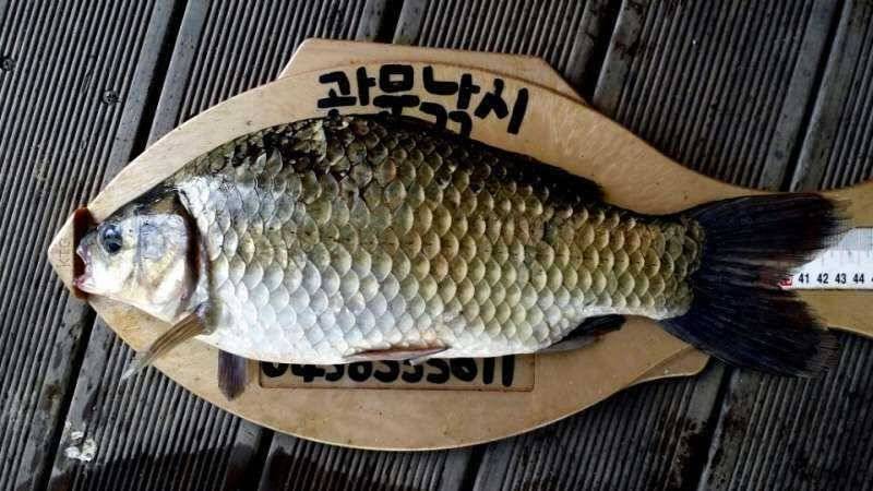 충주호 신매낚시터 44cm급 대물토종붕어 (조황조행기 - 특파원조황)
