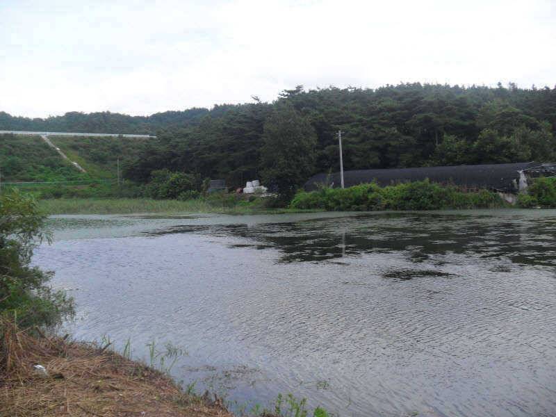 체고는 4짜 입니다 (조황조행기 - 특파원조황)