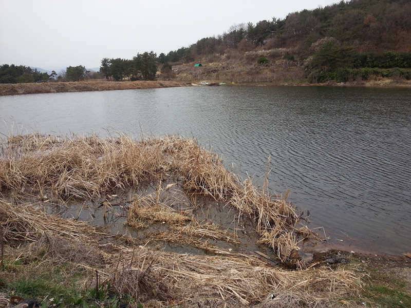 경산권 주중 조황정보 (조황조행기 - 특파원조황)