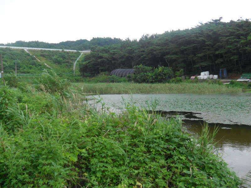 체고는 4짜 입니다 (조황조행기 - 특파원조황)