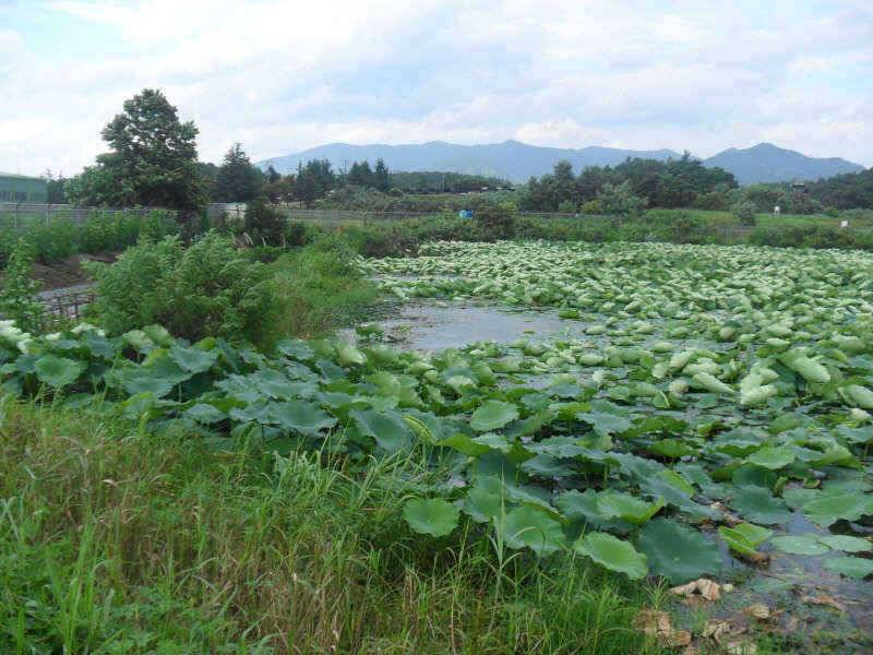 체고는 4짜 입니다 (조황조행기 - 특파원조황)