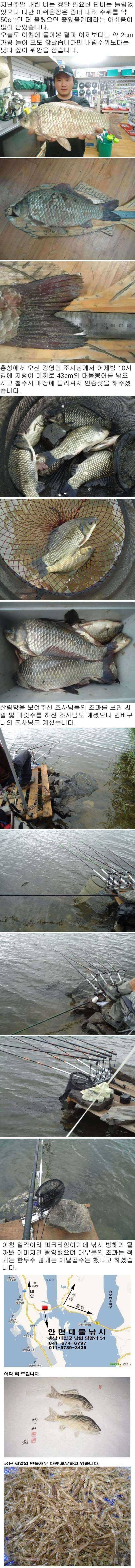 73 부남호 43cm 대물붕어와 마릿수 조황 안내 (조황조행기 - 특파원조황)