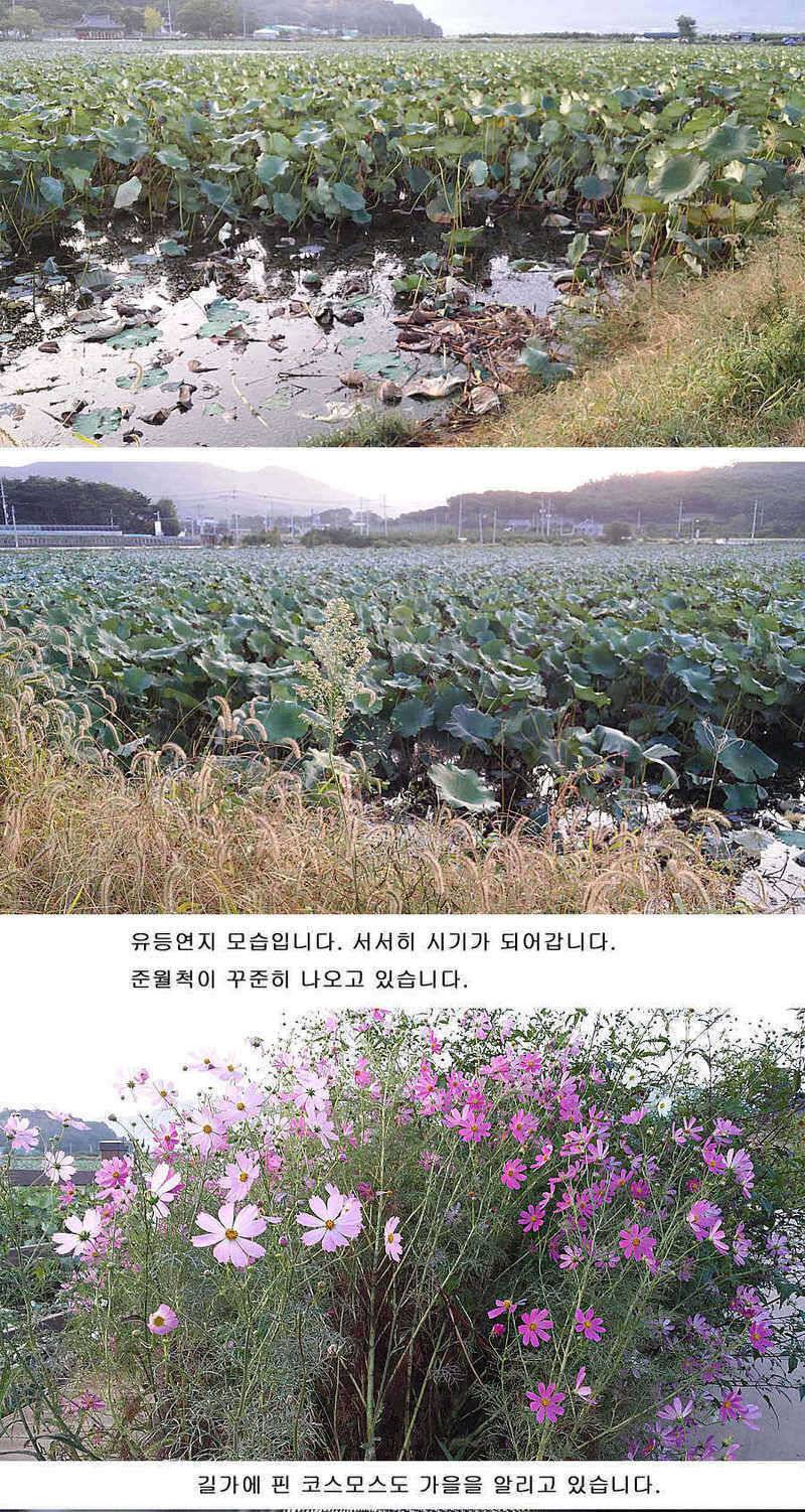 청도권 마릿수조황4042545455대박 (조황조행기 - 특파원조황)