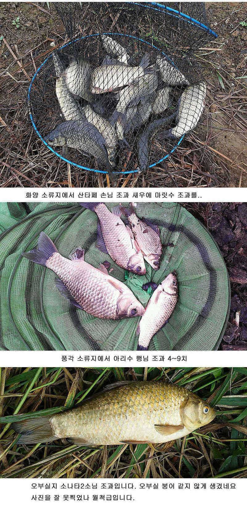 청도권 마릿수조황4042545455대박 (조황조행기 - 특파원조황)