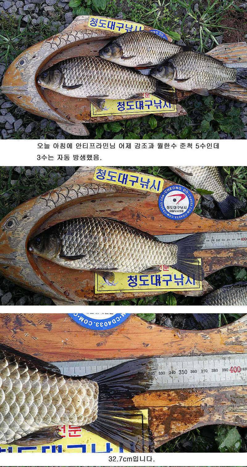 청도권 마릿수조황4042545455대박 (조황조행기 - 특파원조황)