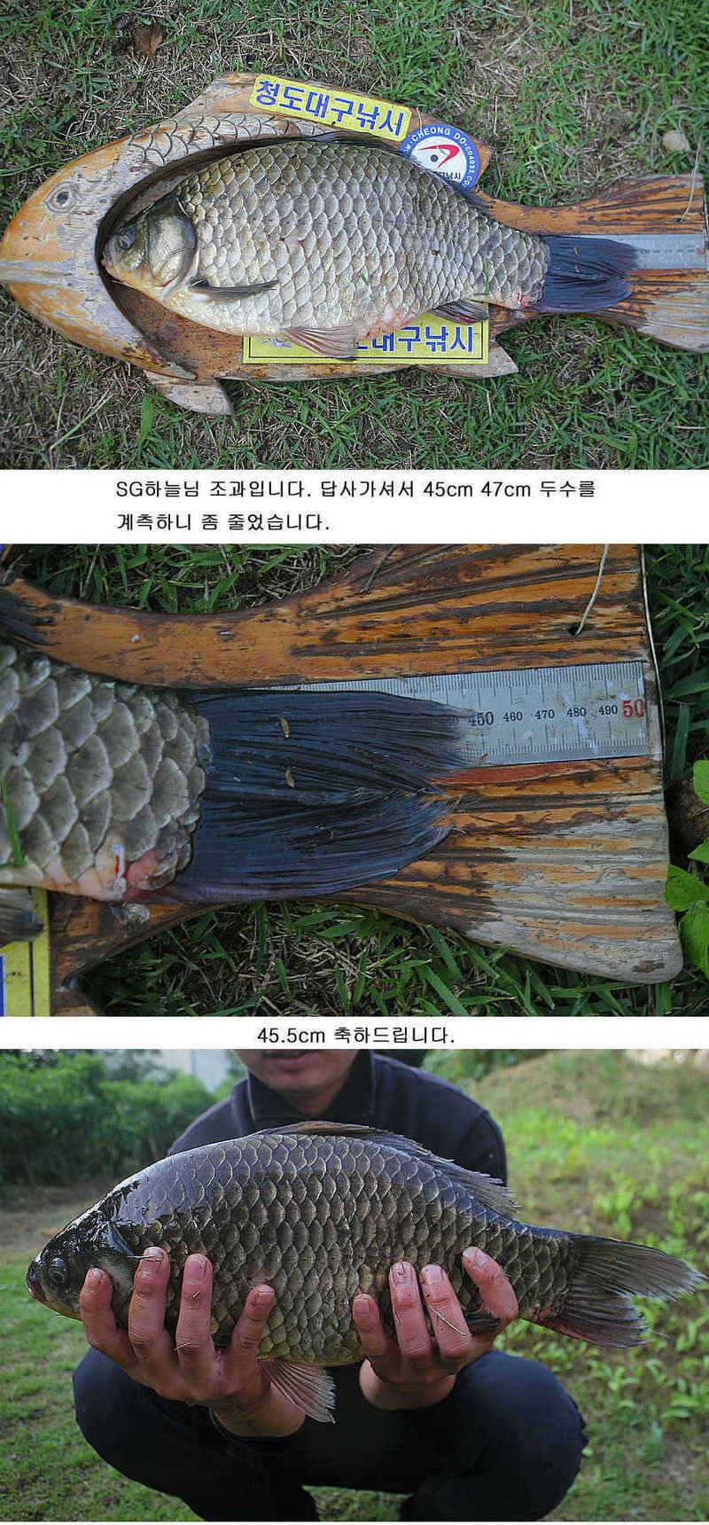 청도권 마릿수조황4042545455대박 (조황조행기 - 특파원조황)