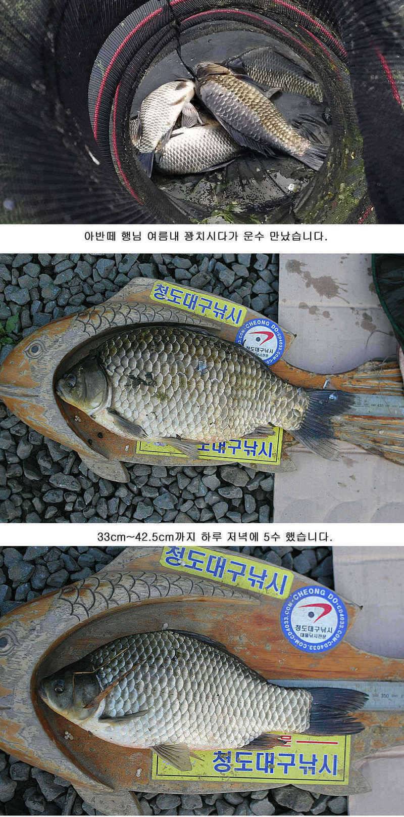 청도권 마릿수조황4042545455대박 (조황조행기 - 특파원조황)