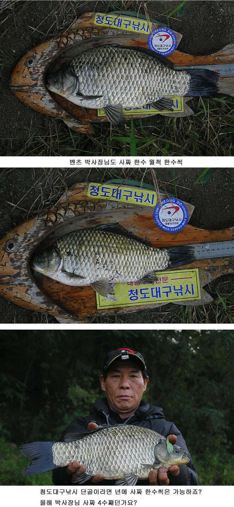 청도권 마릿수조황4042545455대박 (조황조행기 - 특파원조황)