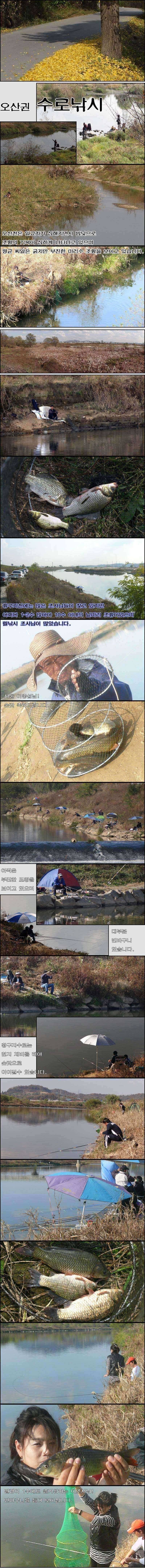 깊어가는 가을 오산권수로와 저수지 (조황조행기 - 특파원조황)