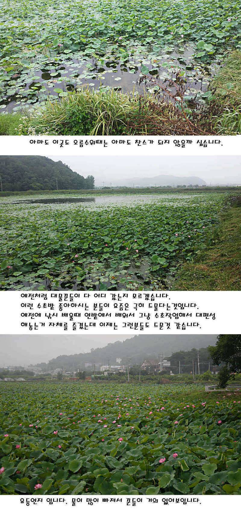 청도권 지난주 주중 조황정보 (조황조행기 - 특파원조황)