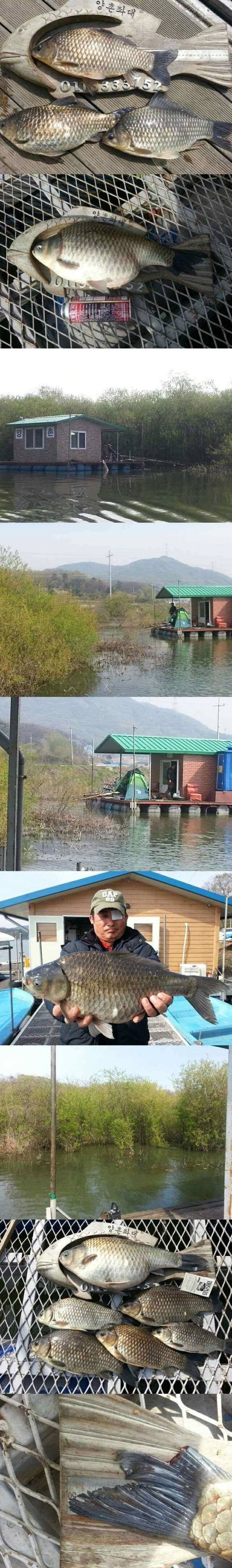 고삼지 산란과 함께 조황회복중 (조황조행기 - 특파원조황)