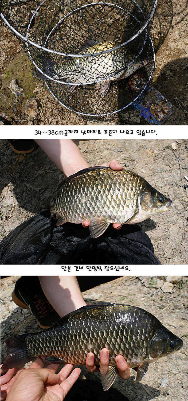 청도권 지난주 주중 조황정보 (조황조행기 - 특파원조황)