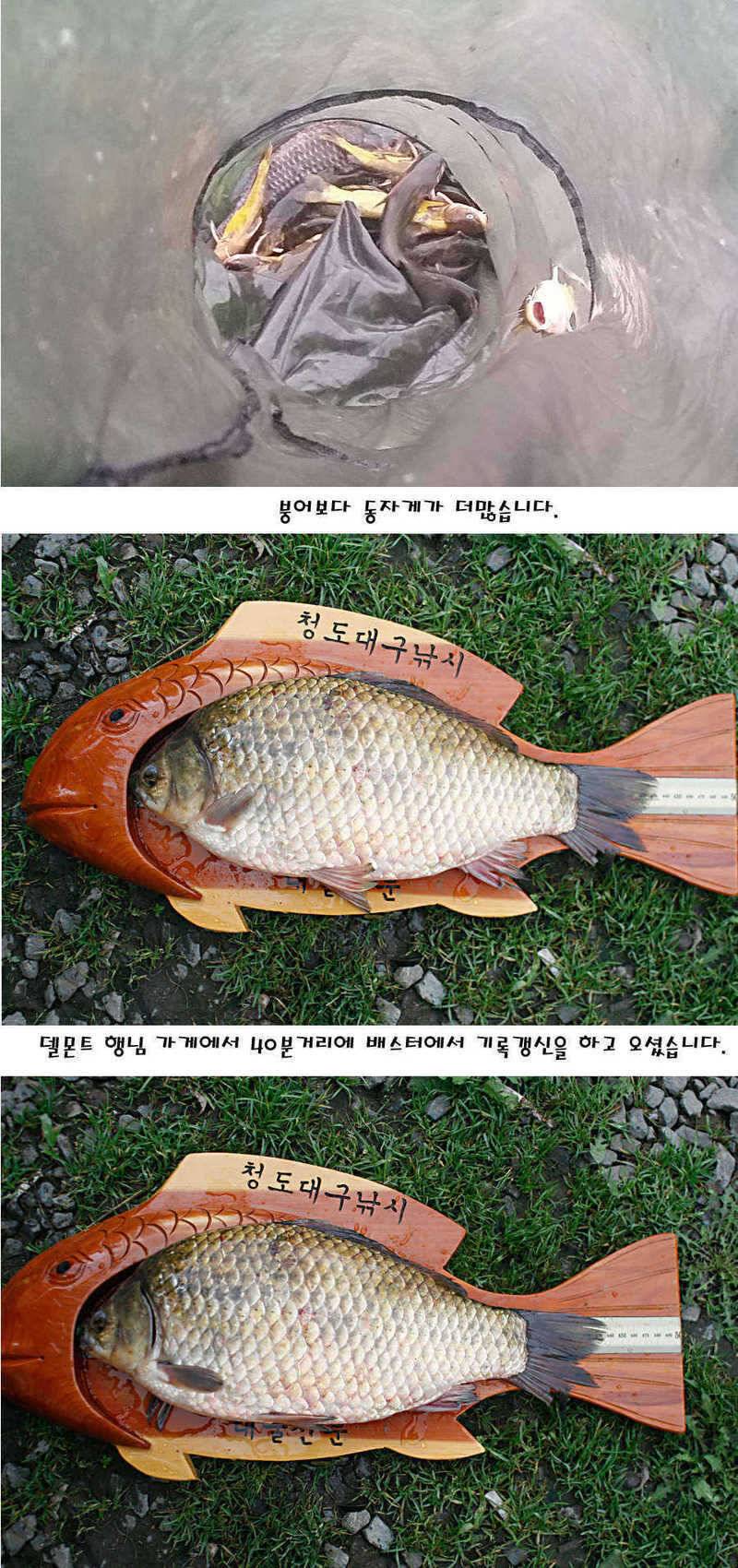 청도권 지난주 주중 조황정보 (조황조행기 - 특파원조황)
