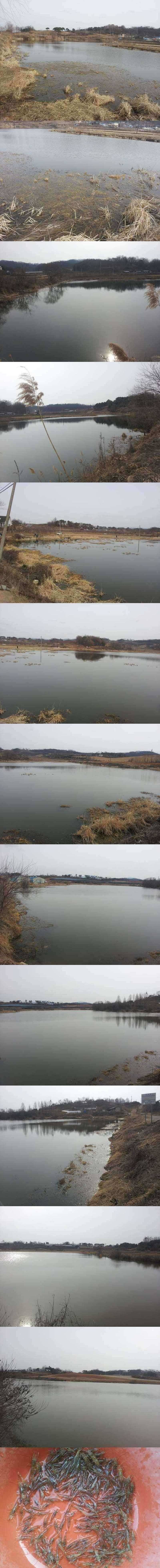 안성권소류지 본격적인 물낚시입니다 (조황조행기 - 특파원조황)