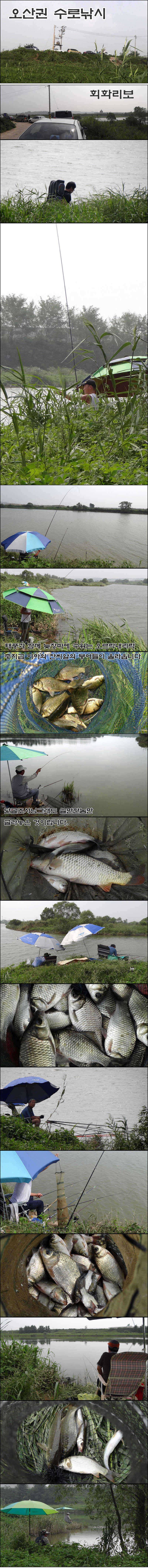 진위천 상류권 회화리보 조황 (조황조행기 - 특파원조황)