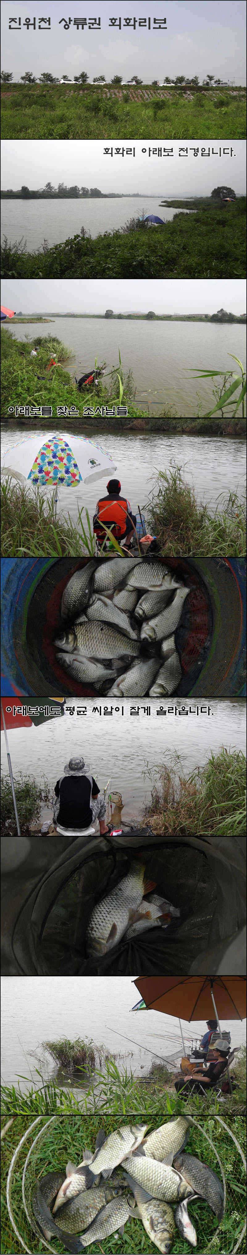 진위천 상류권 회화리보 조황 (조황조행기 - 특파원조황)