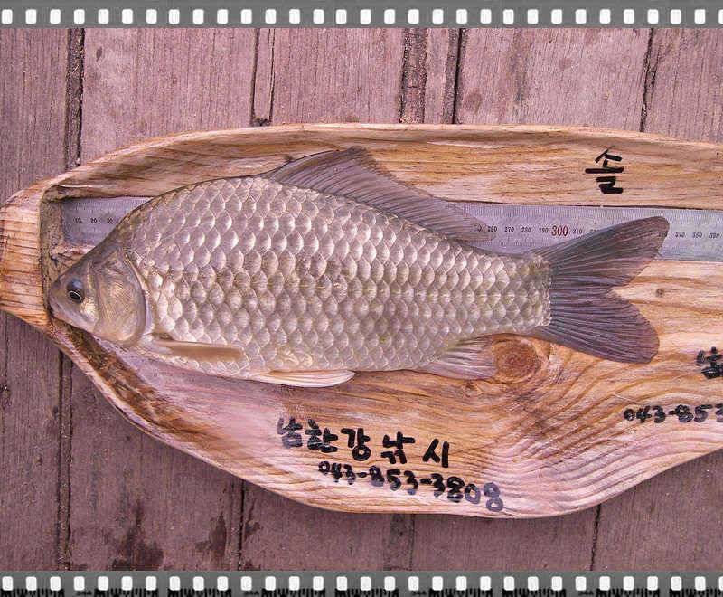 서운리 솔 365cm 월척붕어 (조황조행기 - 특파원조황)