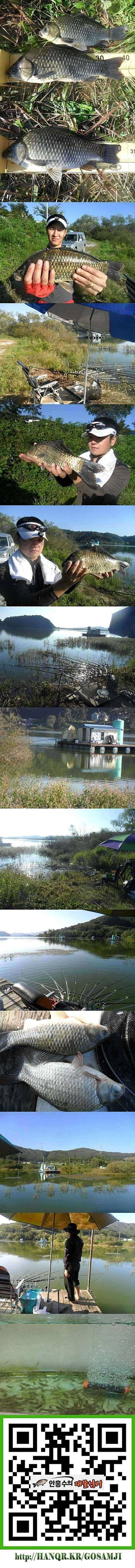 덕산지 4짜의 모습 (조황조행기 - 특파원조황)