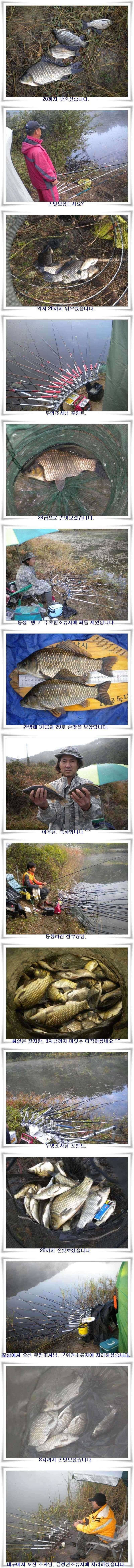 만추의 군위권 조황 (조황조행기 - 특파원조황)