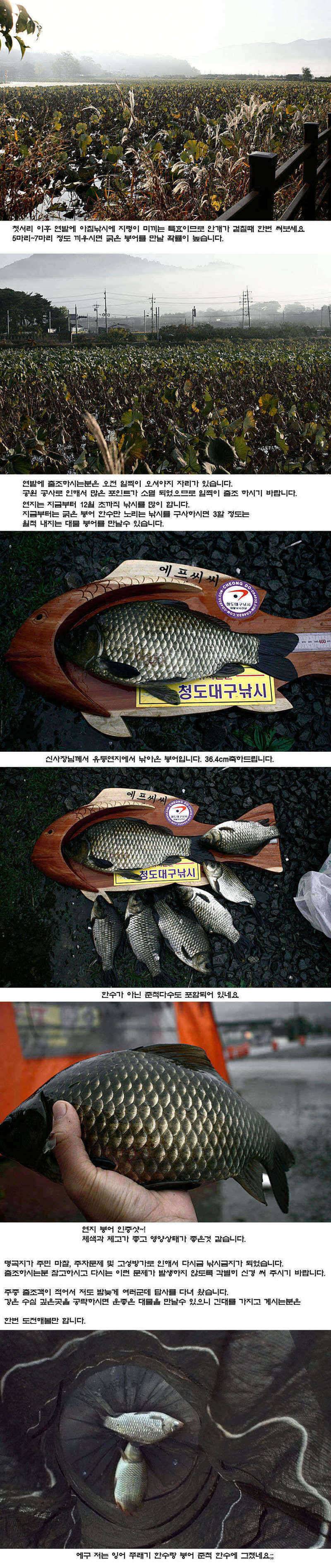 주중 청도 조황 정보입니다 (조황조행기 - 특파원조황)