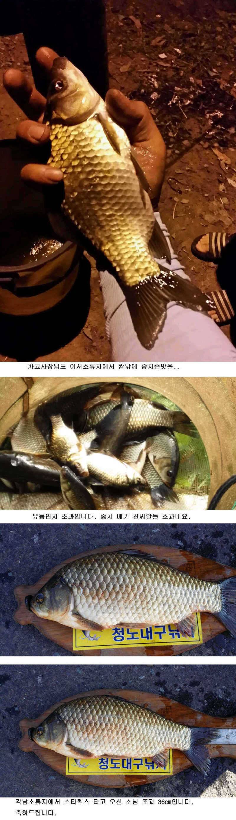 청도권 지난주말 및 주중조황 (조황조행기 - 특파원조황)