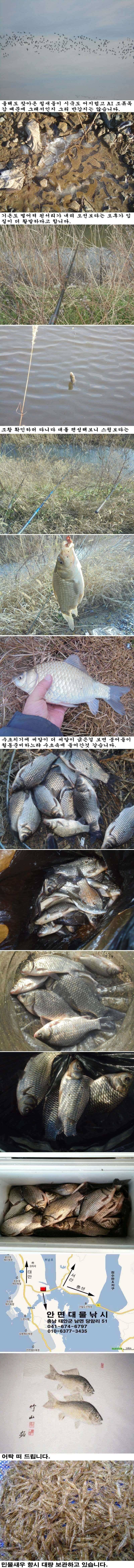 1211 부남호 주말 조황 (조황조행기 - 특파원조황)