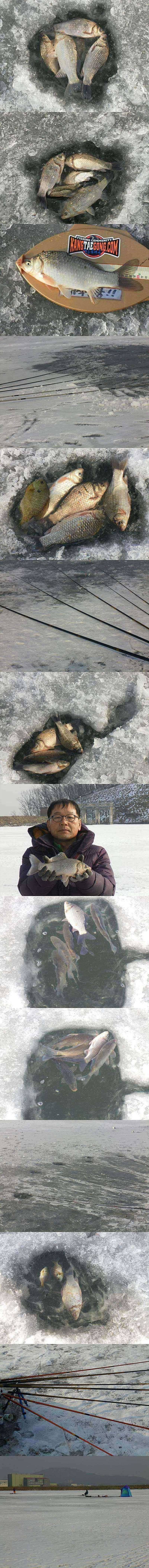 용담지 굵은 씨알의 붕어들 (조황조행기 - 특파원조황)