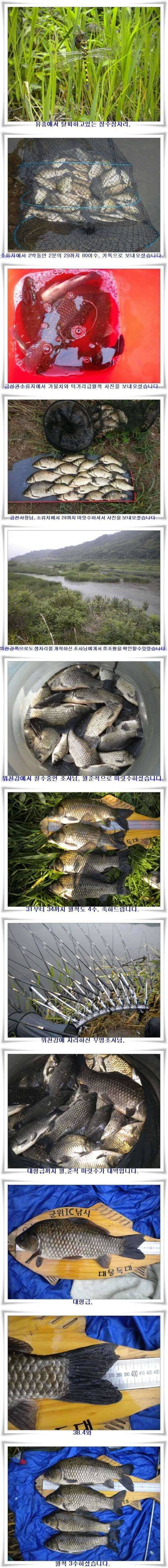 갈수기 4짜와 위천강 월준척 마릿수 (조황조행기 - 특파원조황)