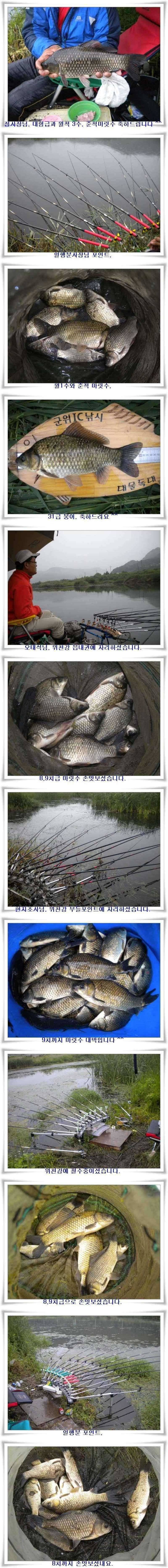 갈수기 4짜와 위천강 월준척 마릿수 (조황조행기 - 특파원조황)