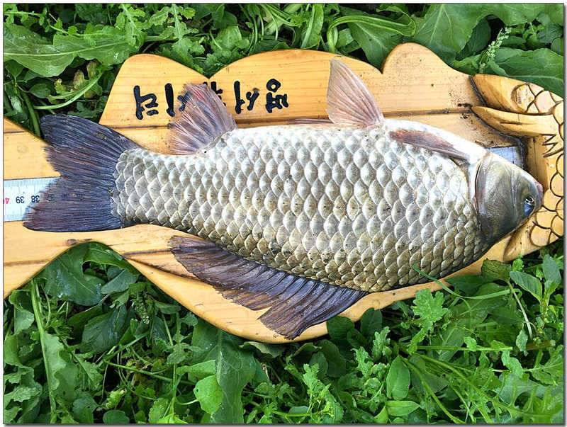 한버들 사짜달천강 월척 (조황조행기 - 특파원조황)