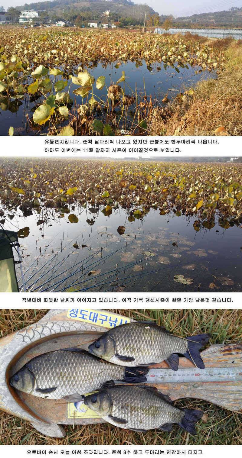 청도권 주중 조황정보 42 (조황조행기 - 특파원조황)