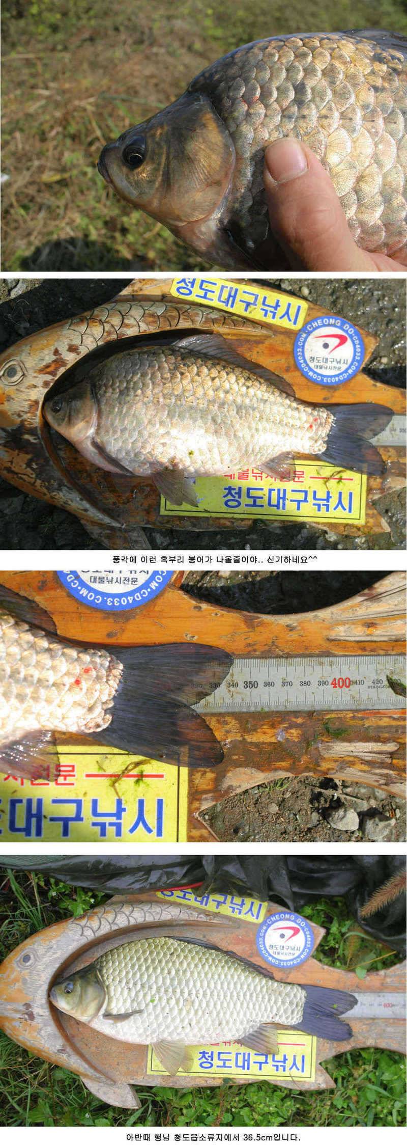 청도권 주중 조황정보 42 (조황조행기 - 특파원조황)