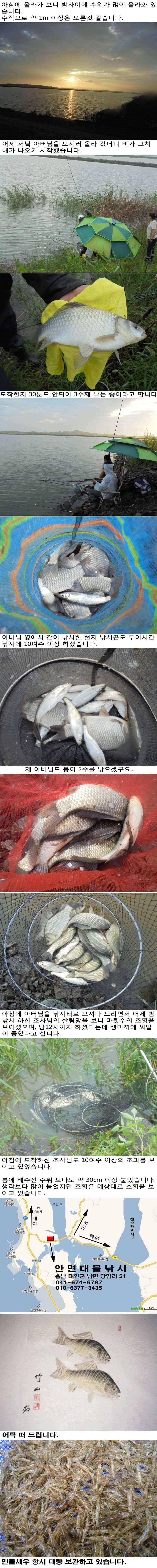 822 부남호 오름수위 속 마릿수 호조황 (조황조행기 - 특파원조황)