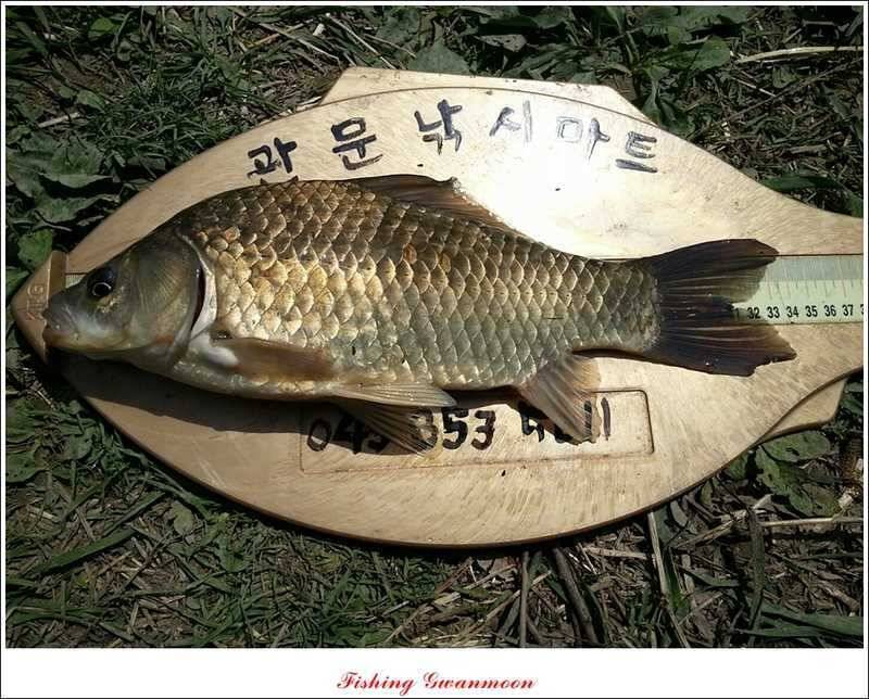 충주호 노지 38 cm저수지 사짜들 (조황조행기 - 특파원조황)