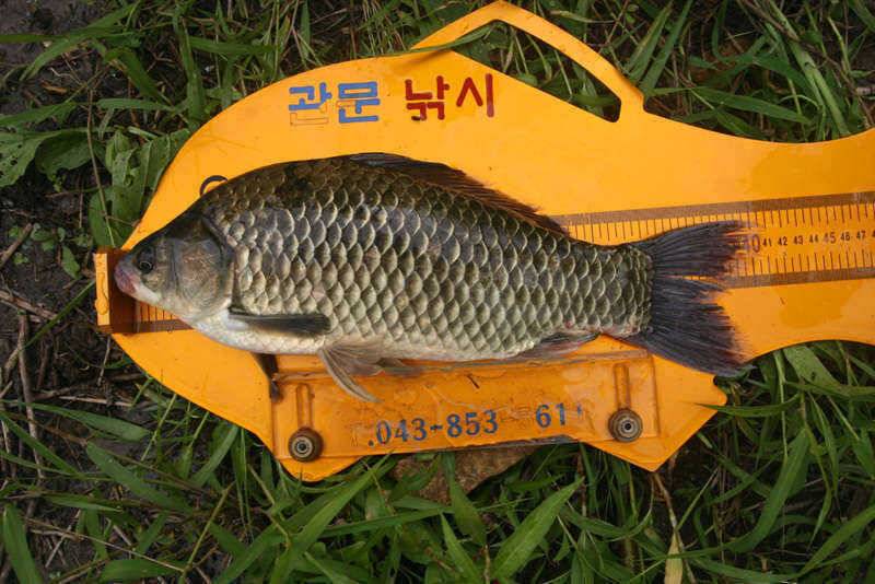 충주호 노지 (조황조행기 - 특파원조황)
