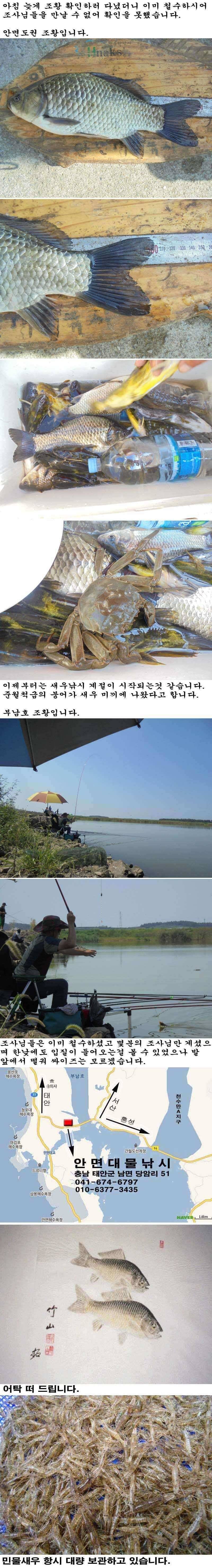830 안면도권 저수지 및 부남호 주말 조황 (조황조행기 - 특파원조황)
