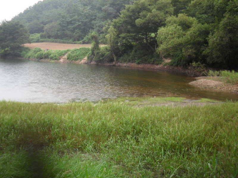 블루길 속에 붕어 (조황조행기 - 특파원조황)