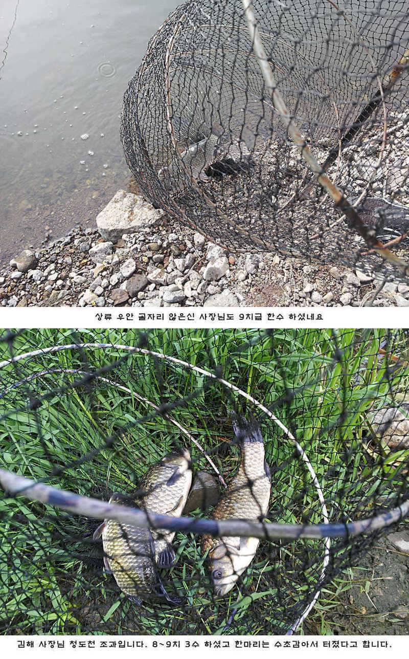 청도권 주중조황 (조황조행기 - 특파원조황)