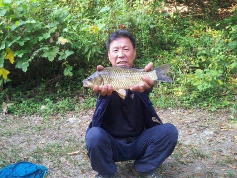 블루길 속에 붕어 (조황조행기 - 특파원조황)