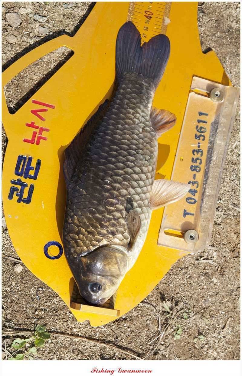 화곡지 조황 (조황조행기 - 특파원조황)