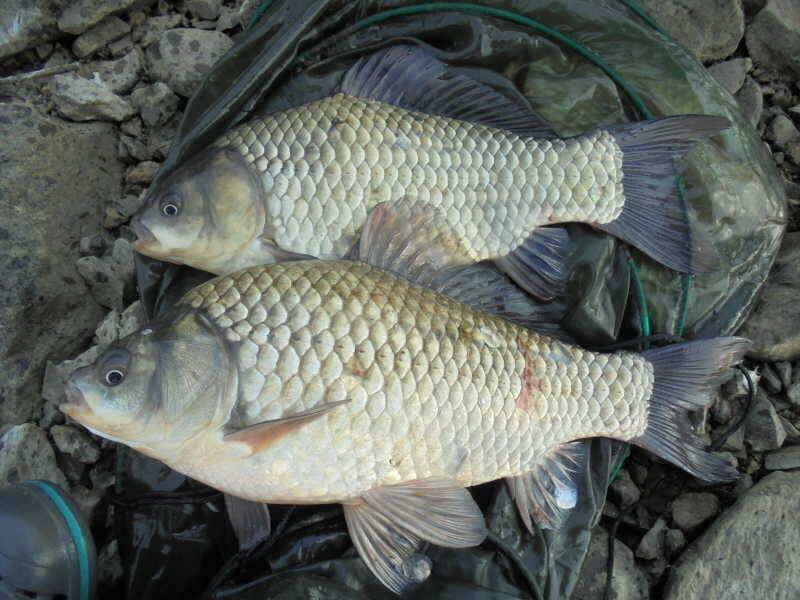 617 부남호 44cm 41cm외 월척급 붕어 마릿수 조황 (조황조행기 - 특파원조황)