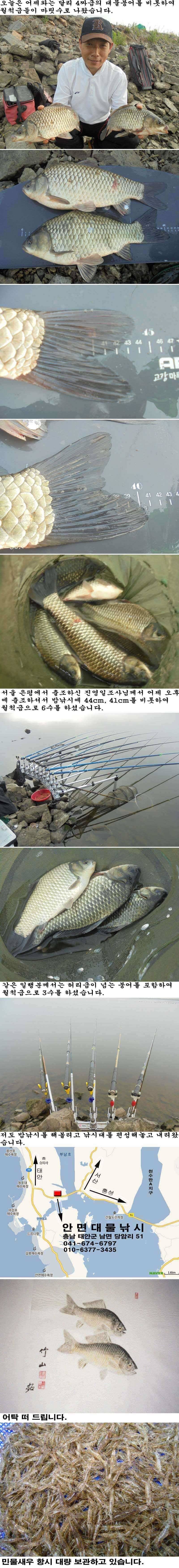 617 부남호 44cm 41cm외 월척급 붕어 마릿수 조황 (조황조행기 - 특파원조황)