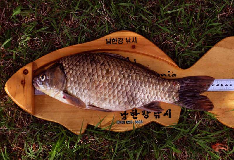 서운리 솔 42cm 하천에는 38cm 대물급붕어 (조황조행기 - 특파원조황)