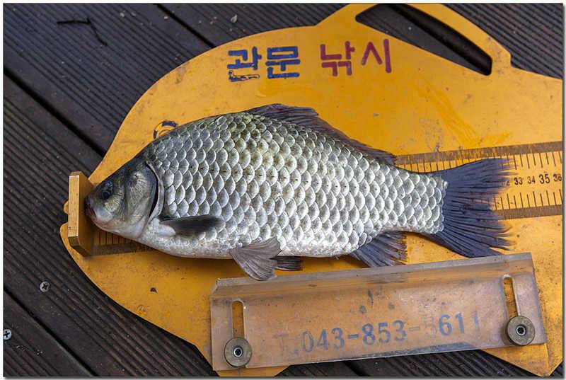 한버들 사짜윤 낚시터 월척칠성지 사짜 (조황조행기 - 특파원조황)