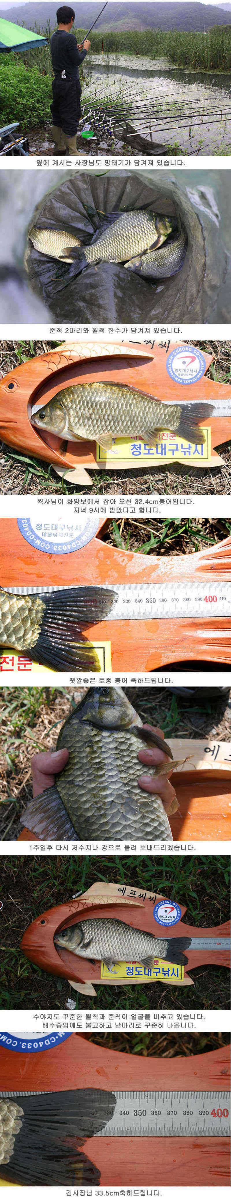 청도권 주중 조황정보 (조황조행기 - 특파원조황)