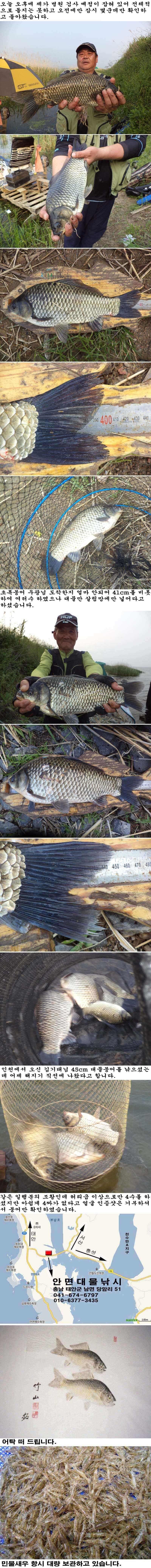 526 부남호 45cm 41cm 대물붕어외 허리급 마릿수 조황 (조황조행기 - 특파원조황)