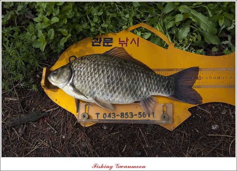 충주호 노지 38 cm저수지 사짜들 (조황조행기 - 특파원조황)